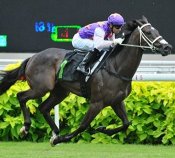 War Affair (Joao Moreira) gets clear of Rappor to take out the Premier Racing Partnerships Stakes on Sunday<br>Photo by Singapore Turf Club